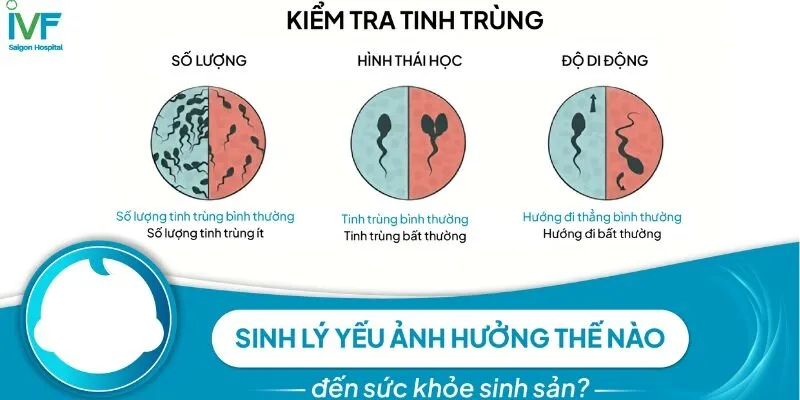 Yếu sinh lý có gây vô sinh không? Yếu Sinh Lý Ảnh Hưởng Đến Khả Năng Sinh Sản Như Thế Nào?
